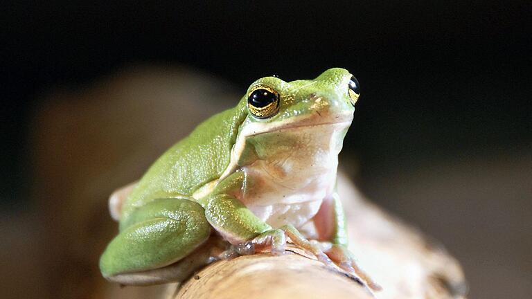 Ein Laubfrosch sitzt in einem Terrarium. Die meisten der Exemplare der sogenannten Baumsteigerfrösche, die auf der Börse im 'Hotel zur schönen Aussicht' in Marktheidenfeld angeboten werden, fallen durch ihre grellen Farben und bunten Muster auf (Archivbild).