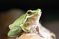 Ein Laubfrosch sitzt in einem Terrarium. Die meisten der Exemplare der sogenannten Baumsteigerfrösche, die auf der Börse im 'Hotel zur schönen Aussicht' in Marktheidenfeld angeboten werden, fallen durch ihre grellen Farben und bunten Muster auf (Archivbild).