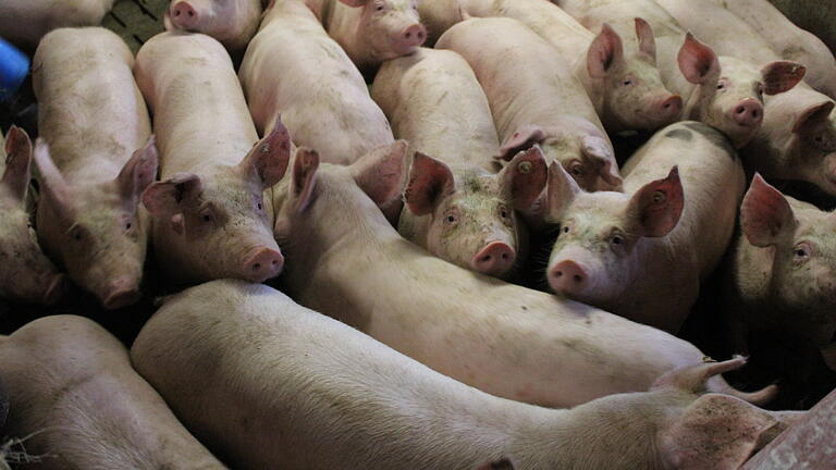 Schweine in einem Mastbetrieb (Symbolfoto). Schweine in einem Mastbetrieb (Symbolfoto).