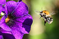 Hummel sammelt Nektar.jpeg       -  Eine Hummel fliegt eine lilafarbene Blüte an, um Nektar zu gewinnen. Wer eine schwache Biene oder Hummel findet, kann ihr mit einigen Tricks helfen.