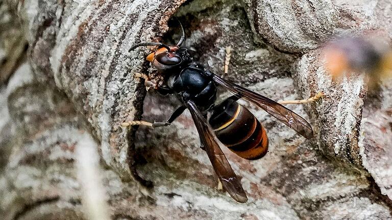 Die Asiatische Hornisse (Vespa Velutina) hat den Landkreis Haßberge erreicht.&nbsp; Der Eindringling gefährdet Bienenvölker und andere Insekten und gilt als unerwünschte Art.&nbsp;