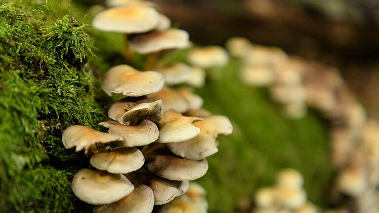 Wachsend auf dem Waldboden und an Bäumen: Etwa&nbsp;100 genießbare Pilzsorten kann man in den bayerischen Wäldern finden.