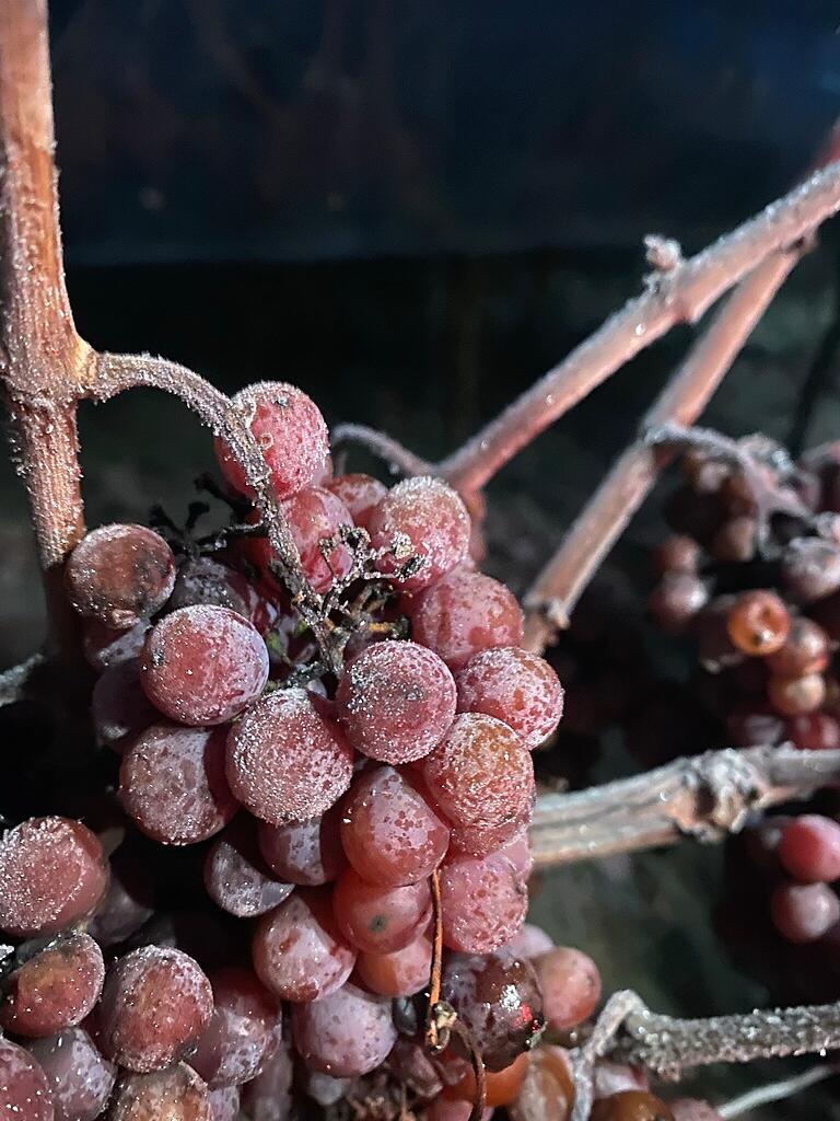 Gefrorene Träubel bei der Eisweinlese.