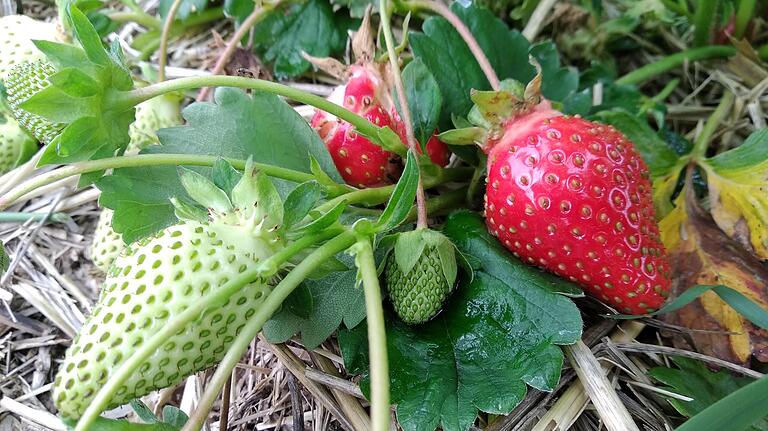 Mit der richtigen Pflege gedeihen Erdbeeren im Beet, im Balkonkasten und im Topf. Mit der richtigen Pflege gedeihen Erdbeeren im Beet, im Balkonkasten und im Topf.