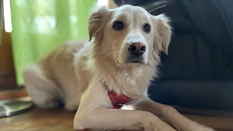 Luna – gut versteckt hinterm Sessel – schaut ein bisschen verdutzt: Was wollen all die Leute in ihrem neuen Wohnzimmer? Luna – gut versteckt hinterm Sessel – schaut ein bisschen verdutzt: Was wollen all die Leute in ihrem neuen Wohnzimmer?