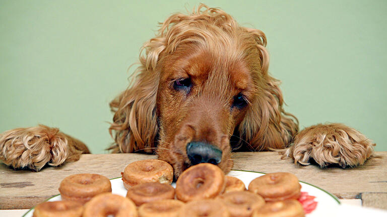 Bäckerei für Hunde und Katzen in Halle (Saale)       -  Bäckerei für Hunde und Katzen in Halle (Saale)Die einjährige Cockerspanielhündin 'Maggi' schnuppert an einem Hunde-Teller mit Donuts, aufgenommen am 16.05.2007 in Halle (Saale). Seit Anfang Mai gibt es in der Saalestadt die Bäckerei 'Schmackofatz für Hund und Katz'. Hier werden neben der Pizza aus Vollkornteig auch Pansendonuts, Leberküchle, Leberwursttaler, Muffins, Käsefüße und diverse Plätzchen für Hunde und Katzen gebacken. Foto: Jan Woitas dpa/lah ( zu Korr. - Bericht 'Pansendonuts und Leberküchle: Eine Bäckerei für Hunde und Katzen vom 18.05.2007) +++ dpa-Bildfunk +++