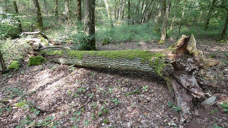 Totholz ist ein Lebensraum für viele seltene Pilz- und Insektenarten.