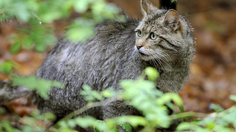 Wildkatzen Wildkatzen