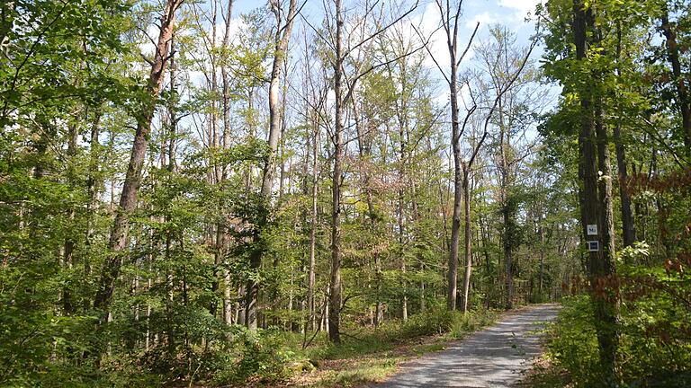 Auch im Wald am Marktheidenfelder Kreuzberg (im Bild) können Spaziergänger und Radfahrer von herabfallendem Totholz getroffen werden. Die Stadt Marktheidenfeld warnt deshalb davor, sich dort aufzuhalten.