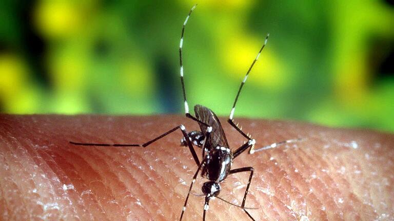 Asiatische Tigermücke - Eine Asiatische Tigermücke (Aedes albopictus) ist mittlerweile auch in Deutschland angekommen. Das birgt Gefahren. Asiatische Tigermücke - Eine Asiatische Tigermücke (Aedes albopictus) ist mittlerweile auch in Deutschland angekommen. Das birgt Gefahren.