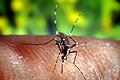 Asiatische Tigermücke       -  Eine Asiatische Tigermücke (Aedes albopictus) ist mittlerweile auch in Deutschland angekommen. Das birgt Gefahren.