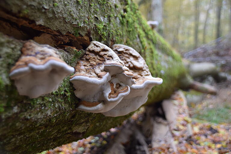 Pilze wie dieser Zunderschwamm finden auf Totholz ideale Bedingungen und drehen sich nach dem Fall des Baumes sogar wieder in die Waagrechte.