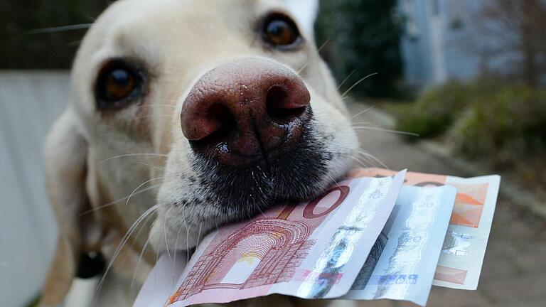 Hunde sind nicht immer ein Schnäppchen. Je nach Gemeinde in Rhön-Grabfeld kommen unterschiedliche Steuersätze auf Herrchen und Frauchen zu. Hunde sind nicht immer ein Schnäppchen. Je nach Gemeinde in Rhön-Grabfeld kommen unterschiedliche Steuersätze auf Herrchen und Frauchen zu. 