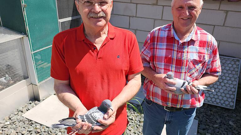 Norbert Helfrich (links mit dem siegreichen Männchen) und Heinz Schuhmann mit dem Gewinnerweibchen auf dem Dach des Taubenschlags in Schondra.       -  Norbert Helfrich (links mit dem siegreichen Männchen) und Heinz Schuhmann mit dem Gewinnerweibchen auf dem Dach des Taubenschlags in Schondra.