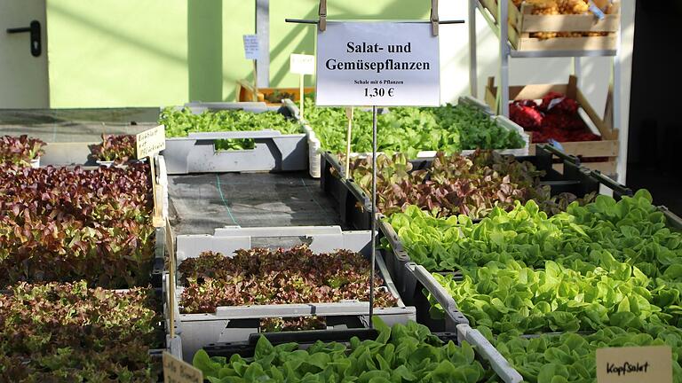 Salatpflanzen sind bereit für den Garten: Trotz kühler Nächte sind sie robust genug, um jetzt im Freien gepflanzt zu werden. Salatpflanzen sind bereit für den Garten: Trotz kühler Nächte sind sie robust genug, um jetzt im Freien gepflanzt zu werden.