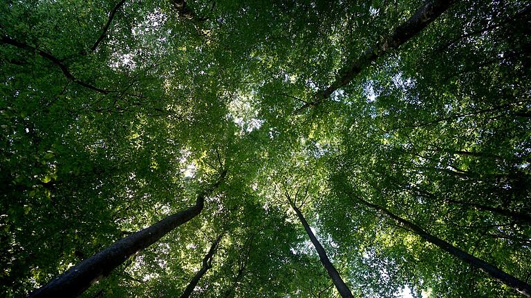 Holzwirtschaft       -  Der Wald sei mittlerweile zu einer Kohlenstoffquelle geworden, sagt Bundeslandwirtschaftsminister Cem Özdemir.
