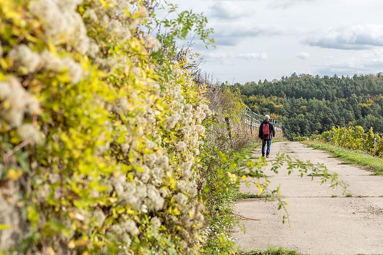 Einfach mal den Kopf ausschalten und die Gedanken schweifen lassen auf der Wanderung auf dem Wanderweg  'Zwischen Wengert und Kiefern'.