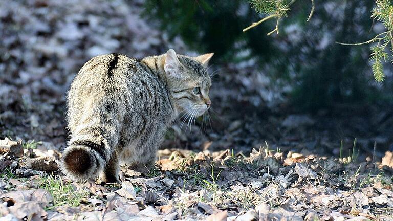 Wildkatzen sind kräftiger gebaut als Hauskatzen, haben einen buschigeren Schwanz mit dunklen Ringen und einem stumpfen, schwarzen Ende. Dieses Bild entstand im Wildpark Tambach bei Coburg.