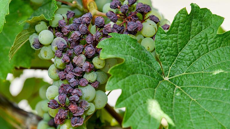 Die Bacchustrauben vertrocknen schnell: Im Kleinochsenfurter Weinberg von Reiner Ullrich sind einige Beeren schon geschrumpft.