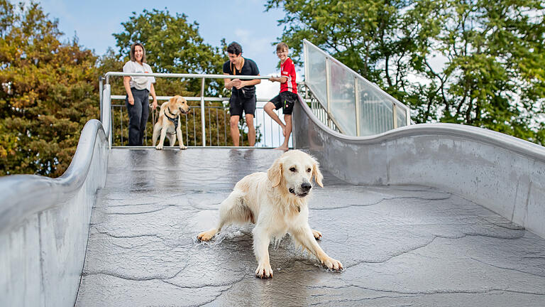 Zahlreiche Hunde planschen, toben und rutschen am Samstag 30.09.23 beim Hundebadetag im Dallenbergbad.