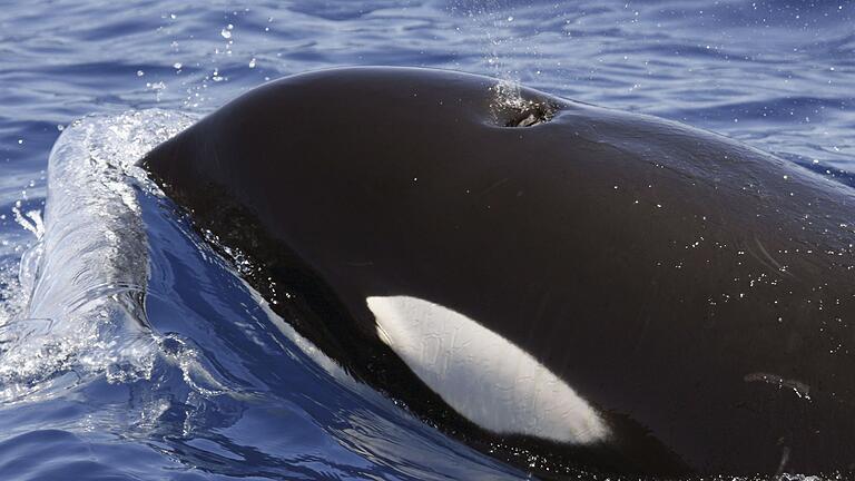 Mysteriöse Orca-Attacken       -  Orcas sind hochintelligente Tiere