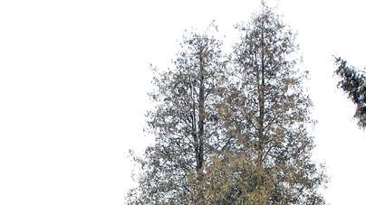 Die beiden Bäume am Eingang des Friedhofs in Dippach werden gefällt. Dies beschloss der Bauausschuss Eltmann am Montag.