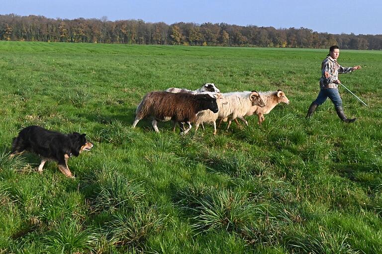 Für die Border Collie Hundeprüfung führt Stühler fünf Schafe zum Wiesentestgelände. Für die Border Collie Hundeprüfung führt Stühler fünf Schafe zum Wiesentestgelände.