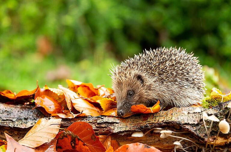 Igel freuen sich über einen Laubhaufen, in dem sie überwintern können.