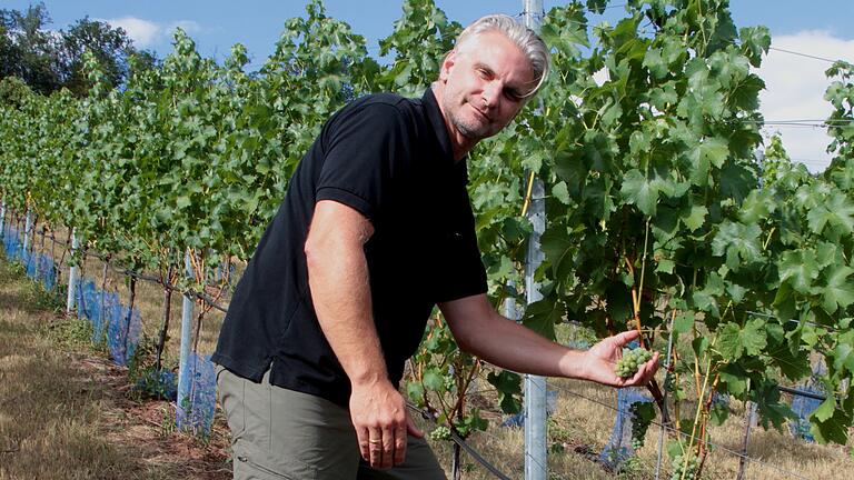 Winzer Oliver Gottschalk begutachtet seinen 'Sauvignon blanc' im Weinberg am 'Kronberg'. Winzer Oliver Gottschalk begutachtet seinen 'Sauvignon blanc' im Weinberg am 'Kronberg'.