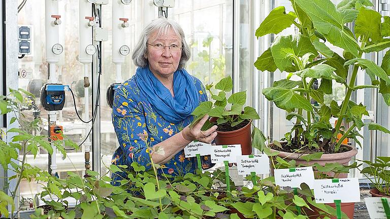 Gartenfachfrau Marianne Scheu-Helgert zeigt im Gewächshaus der Bayerischen Gartenakademie Süßkartoffelpflänzchen. Im großen Topf treibt eine Yakonpflanze aus.