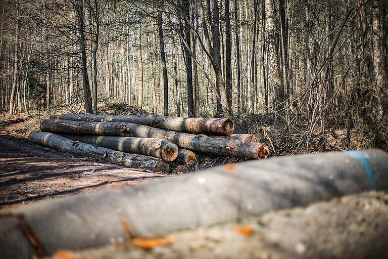 Dieses Holz kommt nicht in den Ofen. Es wird als Sägeholz weiterverarbeitet - zu Möbelstücken etwa.