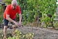 Michael Löhr in seinem Garten in Bad Königshofen, Auf seinem Gemüsebeet ist nichts mehr zu retten. Da hilft nur heraus reißen und umgraben.