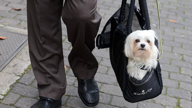 Ein Hund in einer Hundetasche       -  Wichtig: Den Flauschi hier langsam an die Tasche gewöhnen. Das vermeidet Stress und Angstzustände.