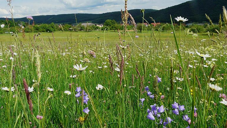 Unter Naturschutz gestellt: Die Sackenbacher Wiese.