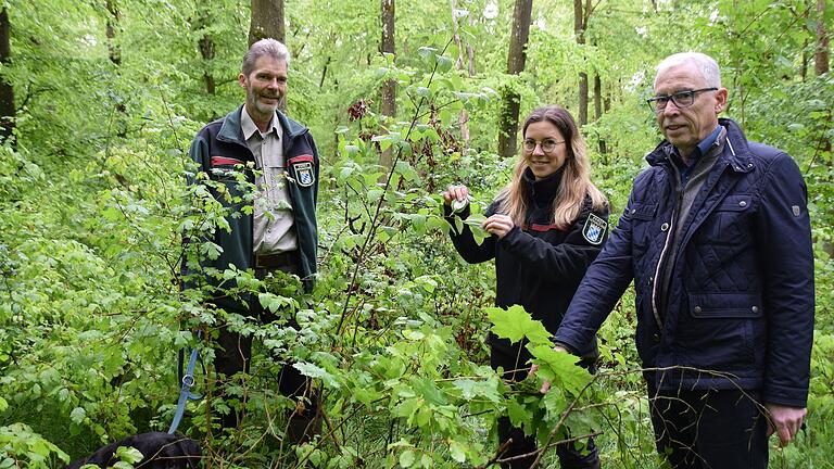 Eine kleine Mehlbeere mit den typischen silbrigen Blattunterseiten entdeckten im Wasserlöser Gemeindewald (von links) Schweinfurts staatlicher Forstamtsleiter Stephan Thierfelder, Revierförsterin Selina Schott und Bürgermeister Anton Gößmann.