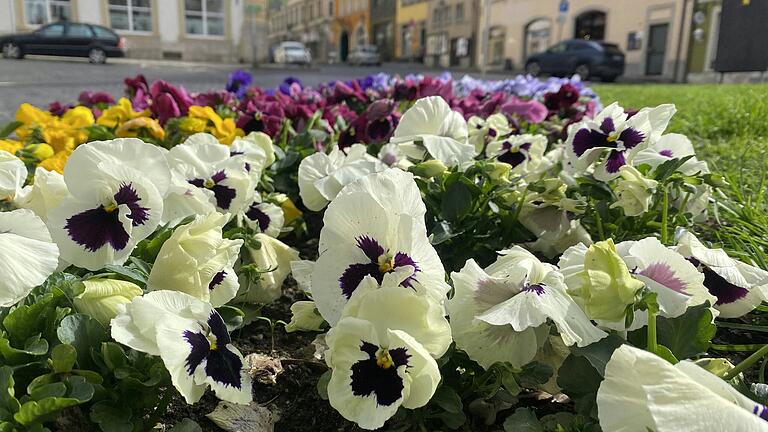 Der Frühling treibt in Kitzingen, wie hier am Königsplatz, schöne Blüten, aber auch seltsame.