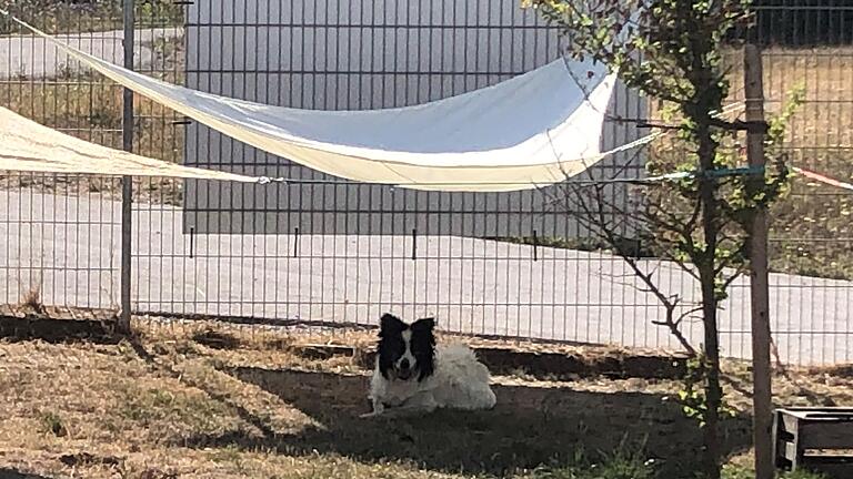 Stress vermeiden, in Ruhe der
Abendkühle entgegenhecheln: Ein Sonnensegel im Tierheim in Zell am
Ebersberg machen es möglich.