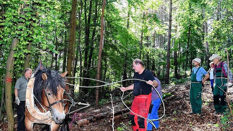 Die Arbeit mit einem Holzrücke-Pferd ist nicht ganz einfach. Diese Erfahrung machte eine Gruppe der SOS-Dorfgemeinschaft aus Hohenroth bei Gemünden, die bei einem Naturschutzprojekt im Naturschutzgebiet „Dünsberg“ in Oberelsbach mitarbeitete. Dabei konnten die fleißigen Helfer dann erleben, wie das Rückepferd Igor, ein belgische Kaltblut, die Stämme aus dem Wald zog. Die Arbeit mit einem Holzrücke-Pferd ist nicht ganz einfach. Diese Erfahrung machte eine Gruppe der SOS-Dorfgemeinschaft aus Hohenroth bei Gemünden, die bei einem Naturschutzprojekt im Naturschutzgebiet „Dünsberg“ in Oberelsbach mitarbeitete. Dabei konnten die fleißigen Helfer dann erleben, wie das Rückepferd Igor, ein belgische Kaltblut, die Stämme aus dem Wald zog.