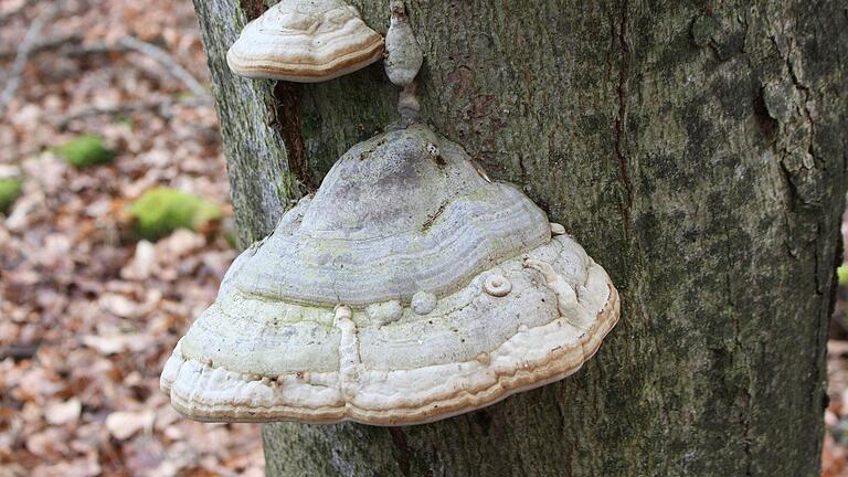 Abgestorbenes Holz ist Lebensraum für den Zunderschwamm. Einst wurde der getrocknete Pilz zum Feuermachen benutzt. Daher die Redewendung 'brennt wie Zunder'. Abgestorbenes Holz ist Lebensraum für den Zunderschwamm. Einst wurde der getrocknete Pilz zum Feuermachen benutzt. Daher die Redewendung 'brennt wie Zunder'.