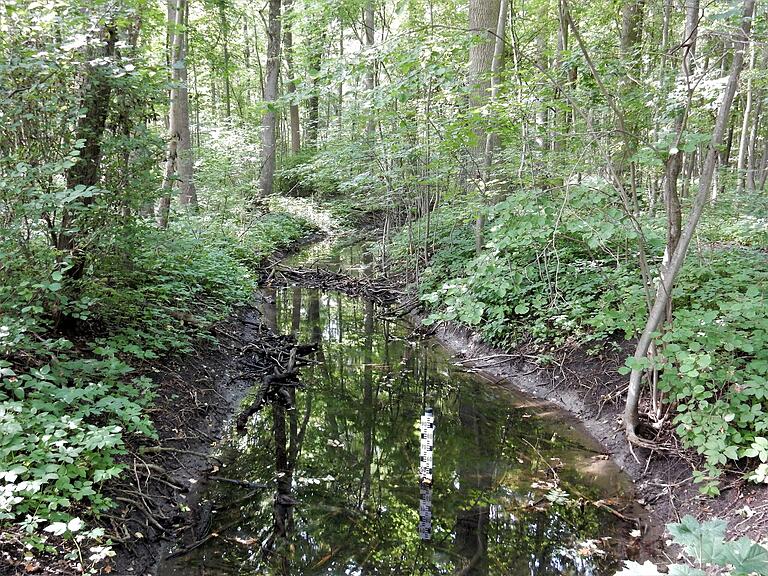 Der Auwald im Riedholz ist ein Wasserspeicher und kann ohne Wasser nicht überleben.