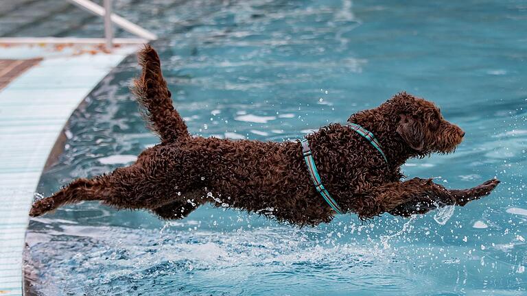 Mit einem gekonnten Hechtsprung stürzt sich dieser Vierbeiner beim Hundebadetag im Dallenbergbad ins nasse Vergnügen. Mit einem gekonnten Hechtsprung stürzt sich dieser Vierbeiner beim Hundebadetag im Dallenbergbad ins nasse Vergnügen.