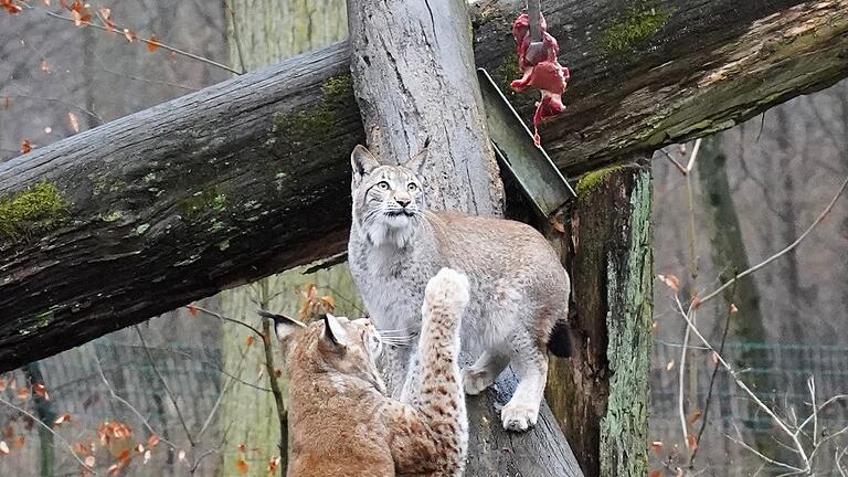 Die Luchse Schörschle und Hedwig erarbeiten sich ihr Futter am Futtersimulator. Die Luchse Schörschle und Hedwig erarbeiten sich ihr Futter am Futtersimulator.