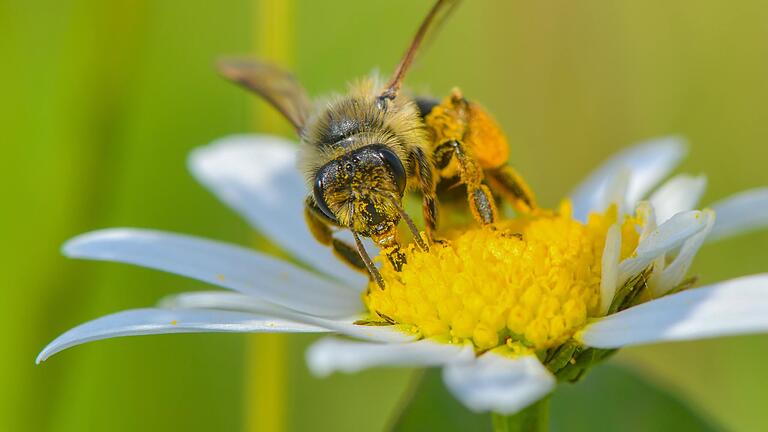 Wildbienen gibt es immer weniger, dabei sind sie und andere Insekten wichtig für die Artenvielfalt. Ein neues Forschungsprojekt der Europäischen Union setzt sich für den Schutz der bedrohten Arten ein.