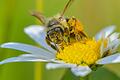 Wildbienen gibt es immer weniger, dabei sind sie und andere Insekten wichtig für die Artenvielfalt. Ein neues Forschungsprojekt der Europäischen Union setzt sich für den Schutz der bedrohten Arten ein.