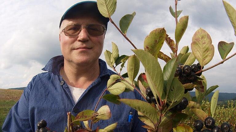 Klein, schwarz und gesund: Auf der Plantage von Willi Nagler in Eschau wächst die Aronia-Beere.