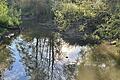 Noch immer ist das Wasser in der Milz nicht ganz so sauber, wie es sein sollte. Gefährdet sind vor allem Kleinlebewesen.