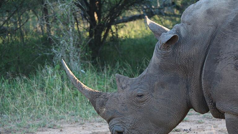 Nashorn im Hlane Royal National Park in Eswatini - Ein Nashorn im Hlane Royal National Park in Eswatini. (Symbolbild) Nashorn im Hlane Royal National Park in Eswatini - Ein Nashorn im Hlane Royal National Park in Eswatini. (Symbolbild)