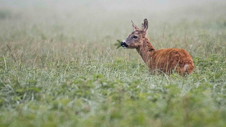 Hier äst ein fränkisches Reh.&nbsp;Ohne Tarnung geht hier nichts. Bei scheuen Wildtieren muss man sich gut verstecken, um das Motiv nicht zu stören.