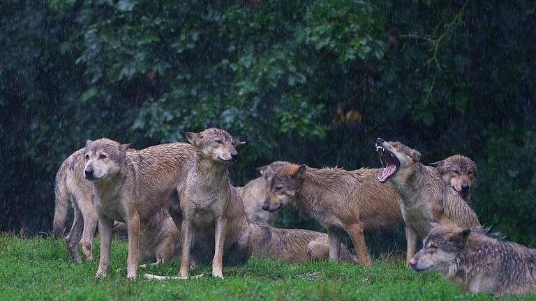 Wie groß das Wolfsrudel auf dem Truppenübungsplatz Wildflecken nun ist, lässt sich derzeit nicht sagen. Das Symbolbild entstand im Wildtierpark Bad Mergentheim.