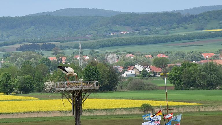 Nach einer längeren Pause kehrten wieder Störche nach Knetzgau zurück. Dafür wurde eigens eine Nistmöglichkeit am Ortsausgang Richtung Haßfurt von der Gemeinde aufgestellt.